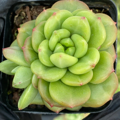 TH671     多肉植物     （40株）セット