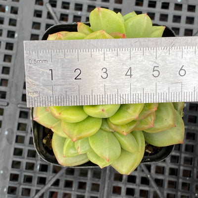 TH671     多肉植物     （40株）セット