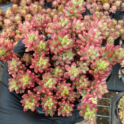 TH623     多肉植物     （30株）セット