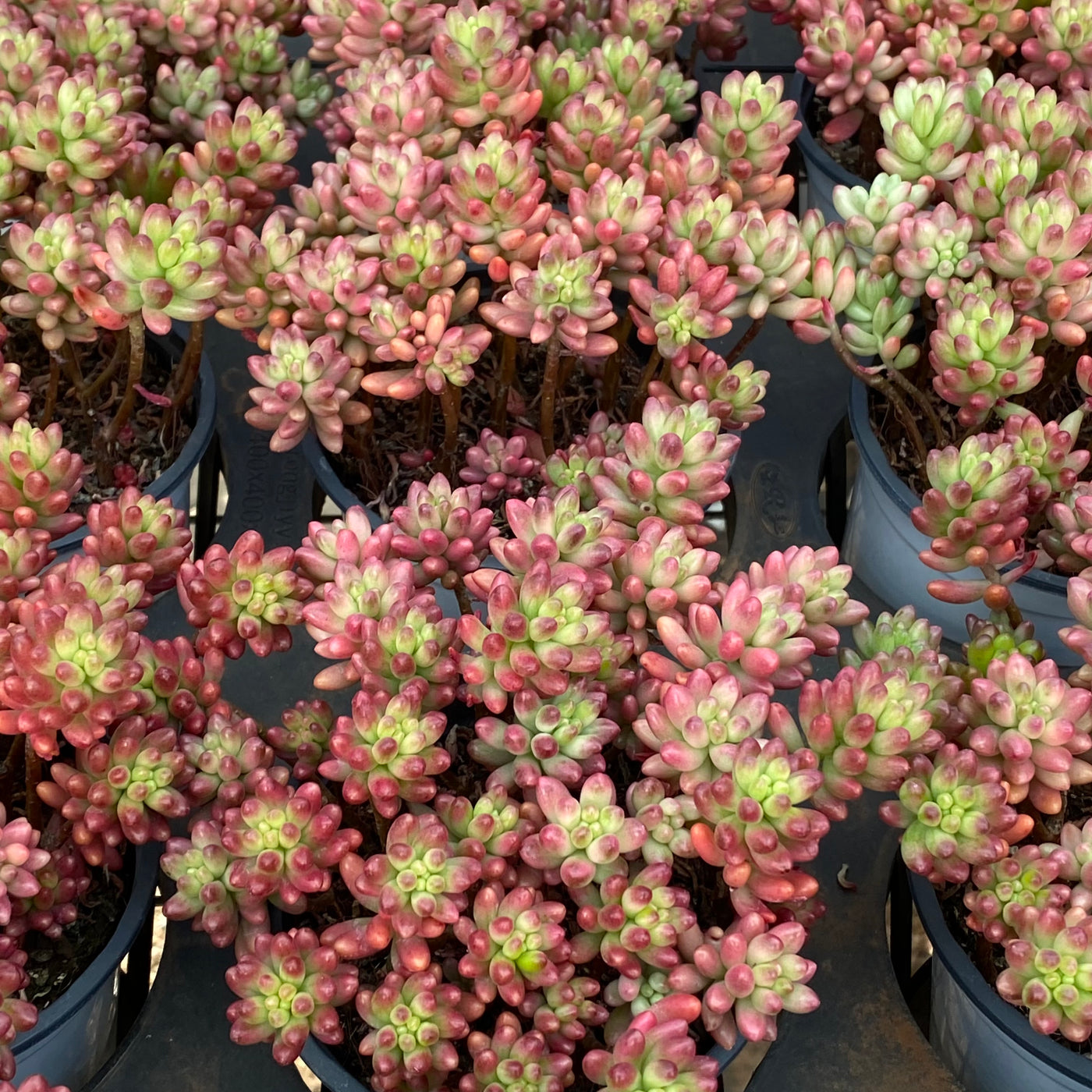 TH623     多肉植物     （30株）セット