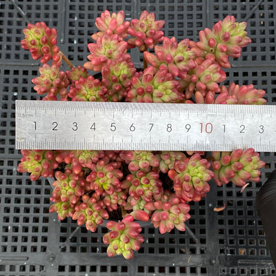 TH623     多肉植物     （30株）セット
