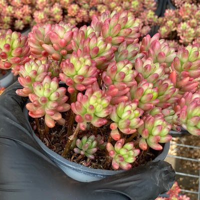 TH623     多肉植物     （30株）セット