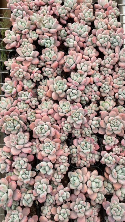 TH663     多肉植物     （24株）セット