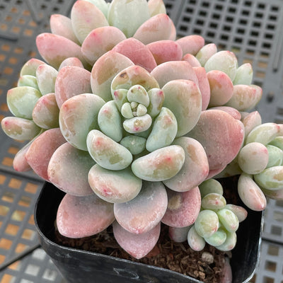 TH663     多肉植物     （24株）セット
