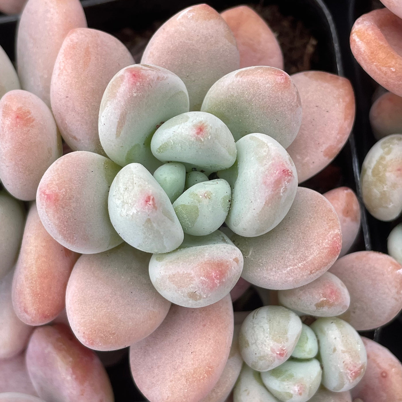 TH663     多肉植物     （24株）セット