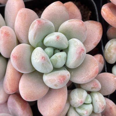 TH663     多肉植物     （24株）セット
