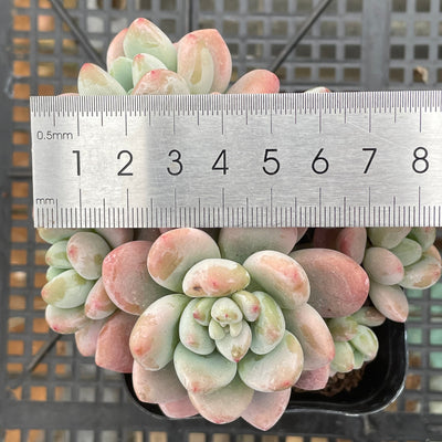 TH663     多肉植物     （24株）セット