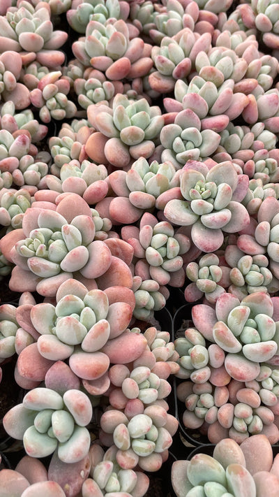 TH663     多肉植物     （24株）セット