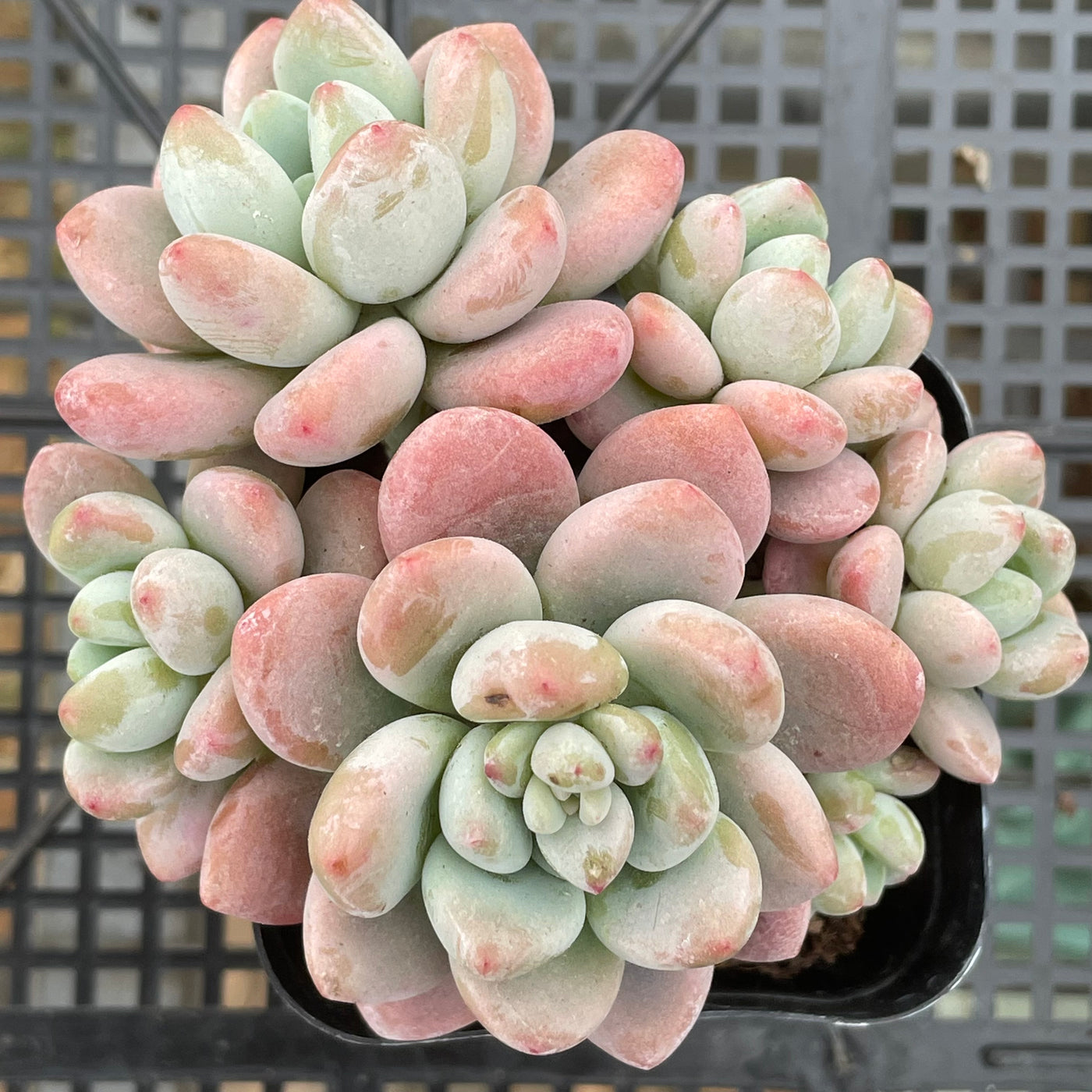 TH663     多肉植物     （24株）セット