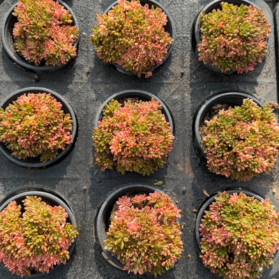 TH548     多肉植物   1590/1颗  （15株）セット