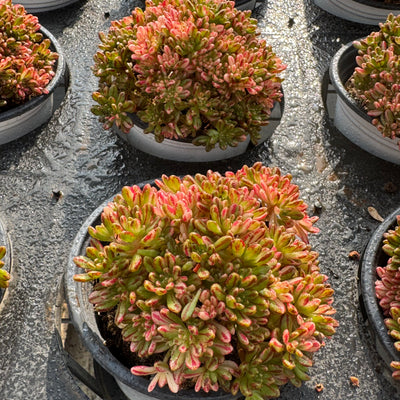 TH548     多肉植物   1590/1颗  （15株）セット