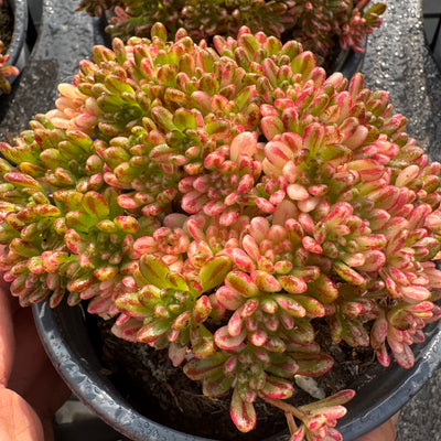 TH548     多肉植物   1590/1颗  （15株）セット
