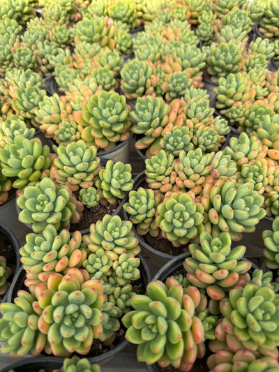 TH674     多肉植物     （32株）セット