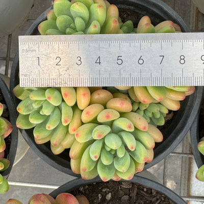 TH674     多肉植物     （32株）セット