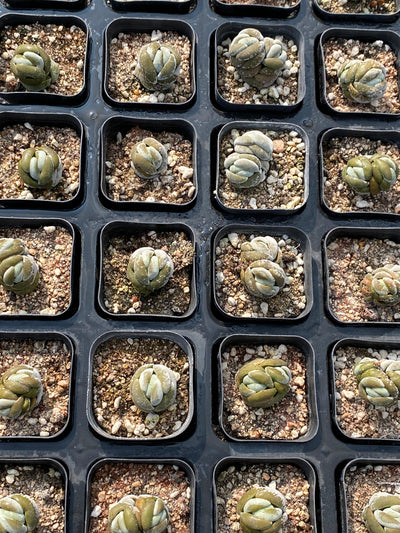 TH687     多肉植物     （80株）セット