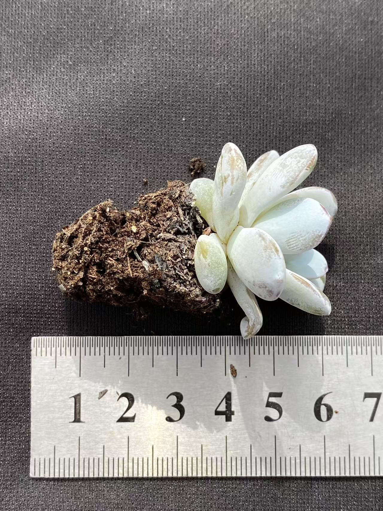 多肉植物 ナイチャ 128株セット 品番AB0089