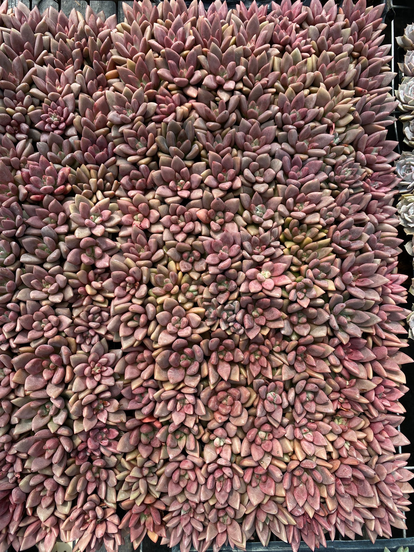 多肉植物 トウカゲン 105株セット 品番AB0080