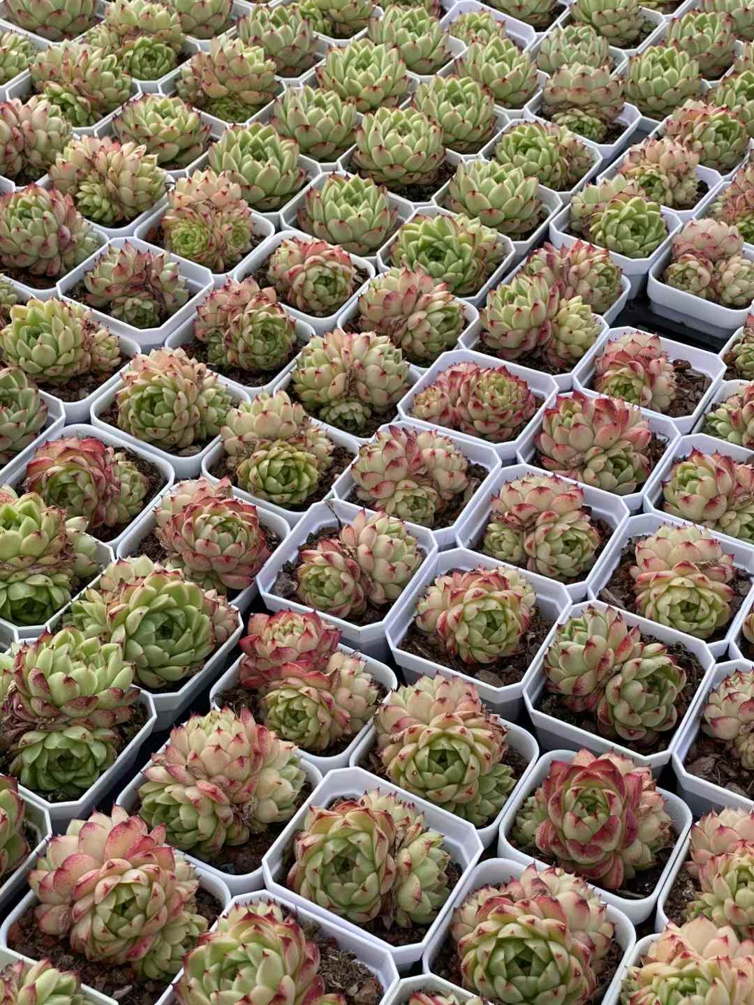 多肉植物 フェンフェイ 24株セット 2.5号鉢 品番AA00014