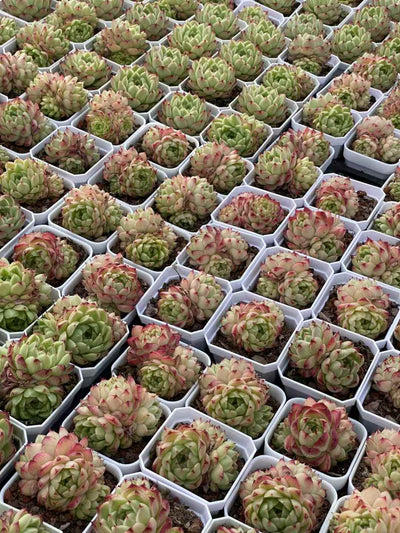多肉植物 フェンフェイ 24株セット 2.5号鉢 品番AA00014