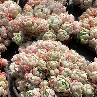 TH538     多肉植物   12800/28颗  （12株）セット