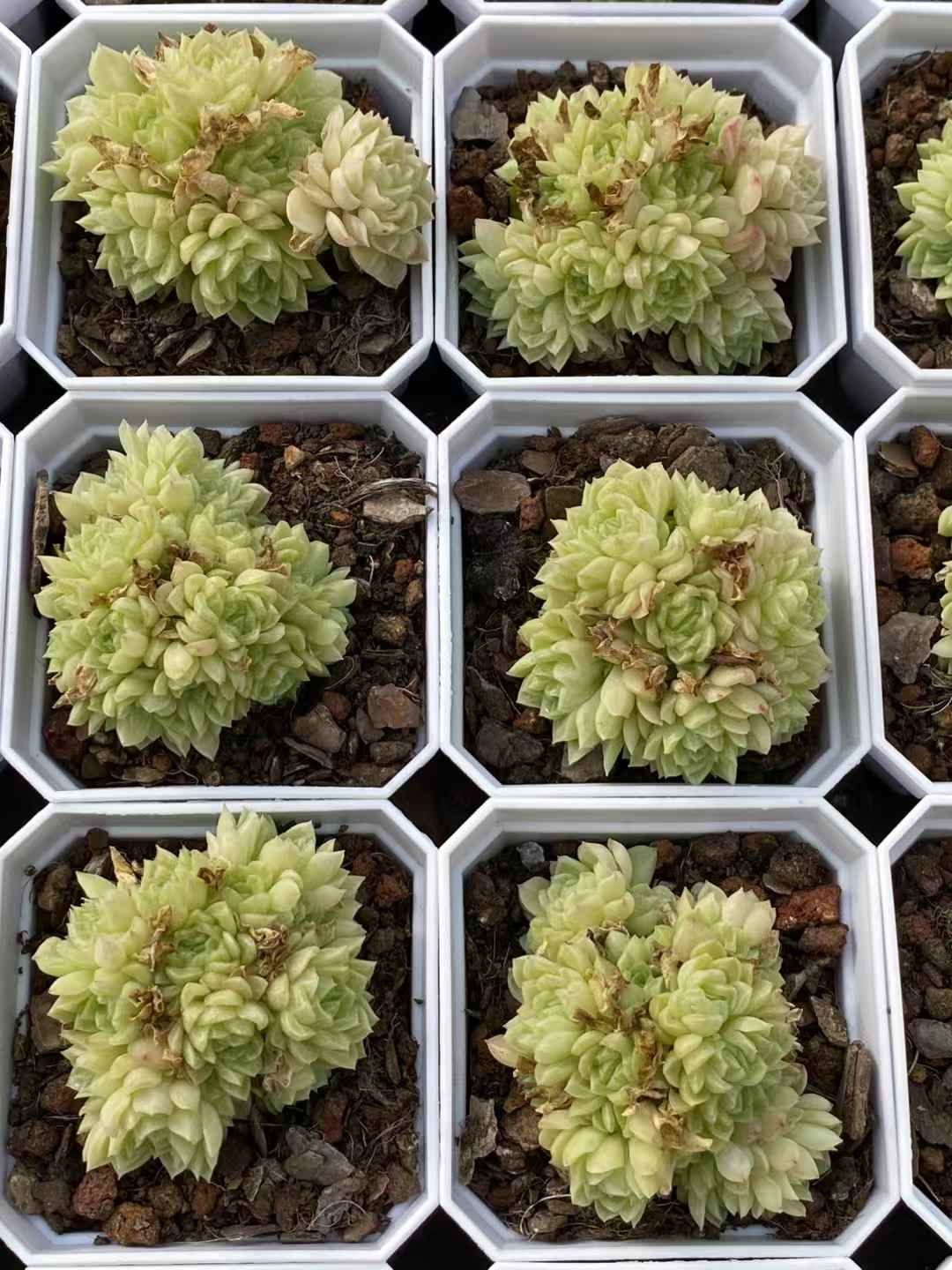 多肉植物 スノーアナベル 50株セット 2.5号鉢 品番AA00024