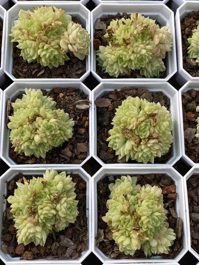 多肉植物 スノーアナベル 50株セット 2.5号鉢 品番AA00024