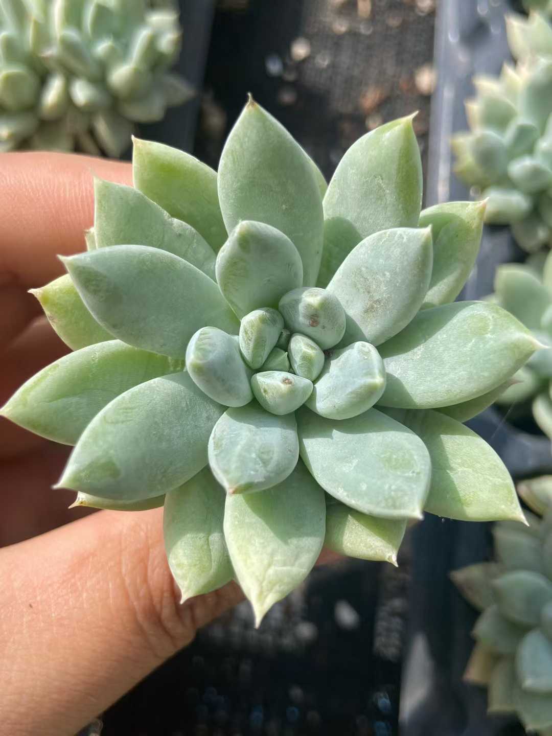 多肉植物 スイショウロリーゴス 72株セット 品番AB0127