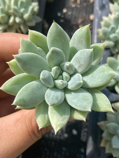 多肉植物 スイショウロリーゴス 72株セット 品番AB0127