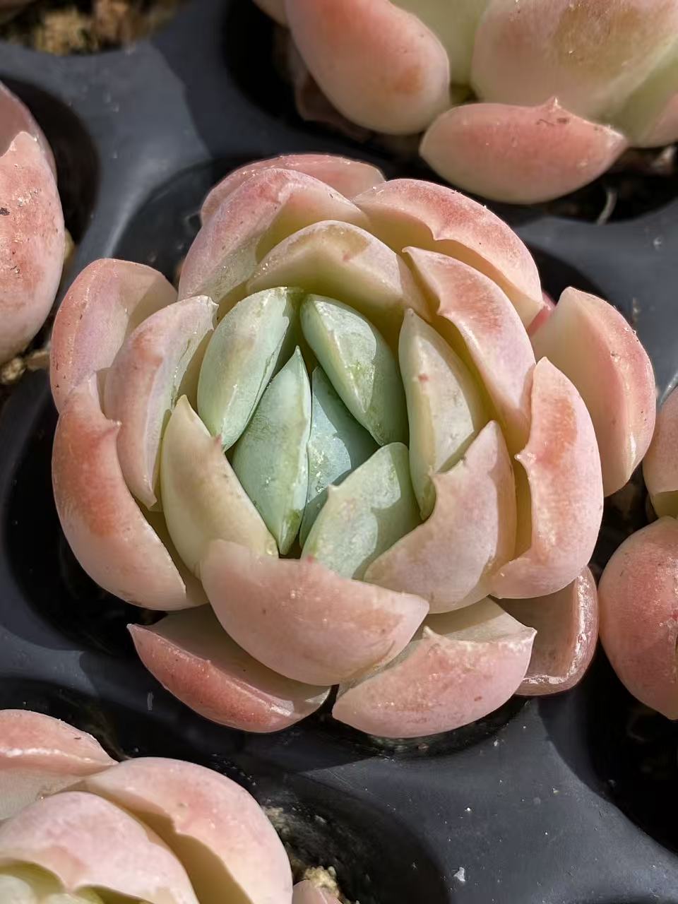 多肉植物 ベリー 72株セット 品番AB0081