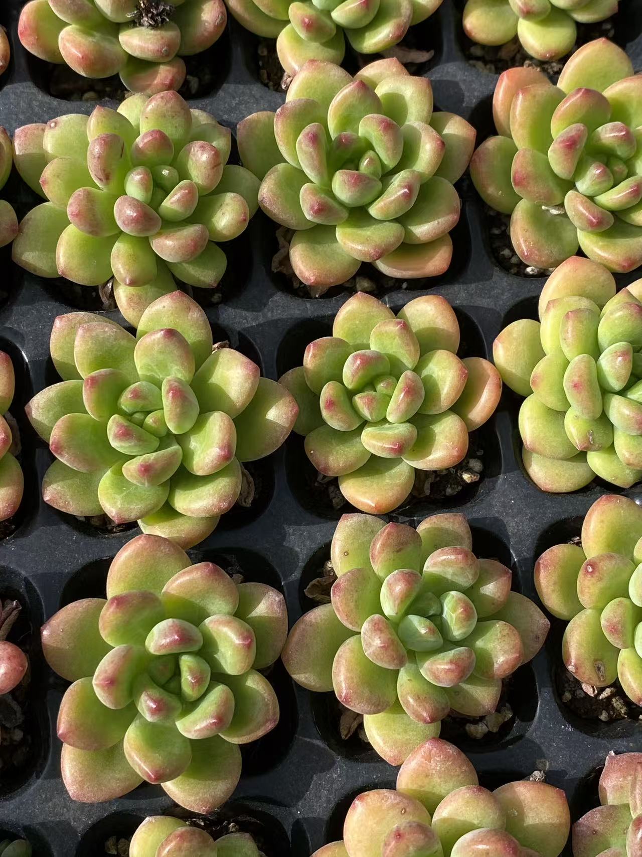 多肉植物 コウカク 72株セット 品番AB0105