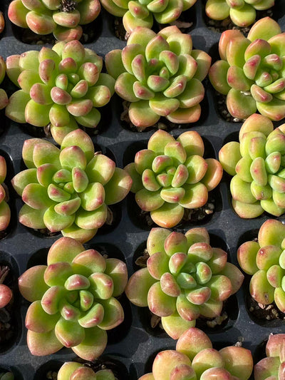 多肉植物 コウカク 72株セット 品番AB0105