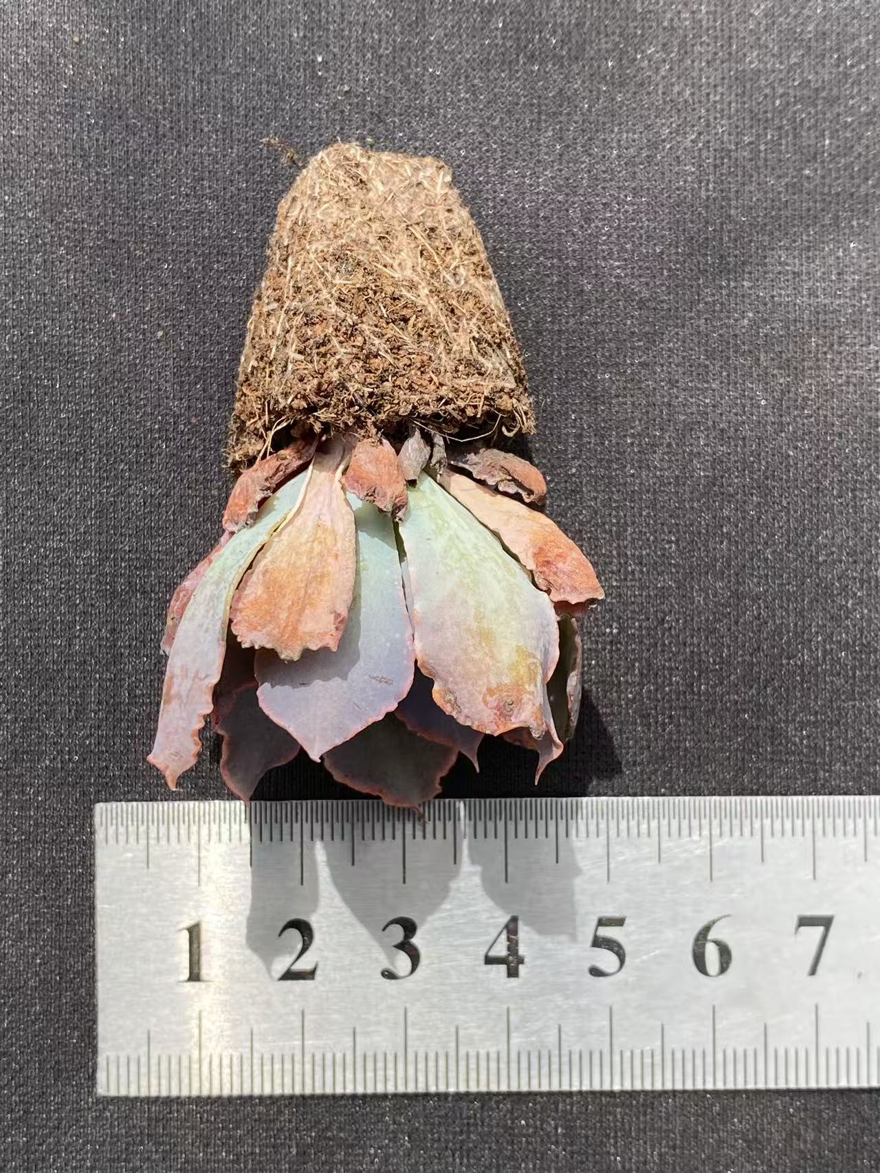 多肉植物 バンブ 105株セット 品番AB0094