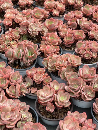 多肉植物 シュウエン 30株セット 3号鉢 品番AA00072