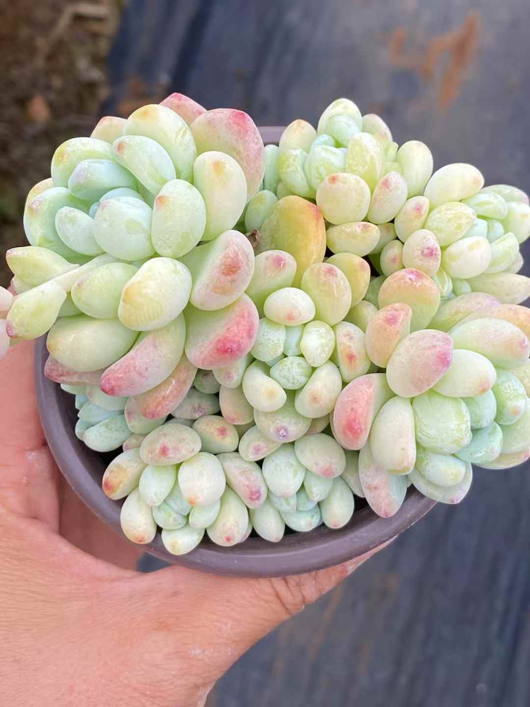 多肉植物 ラウル 30株セット 3号鉢 品番AA00033