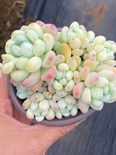 多肉植物 ラウル 30株セット 3号鉢 品番AA00033