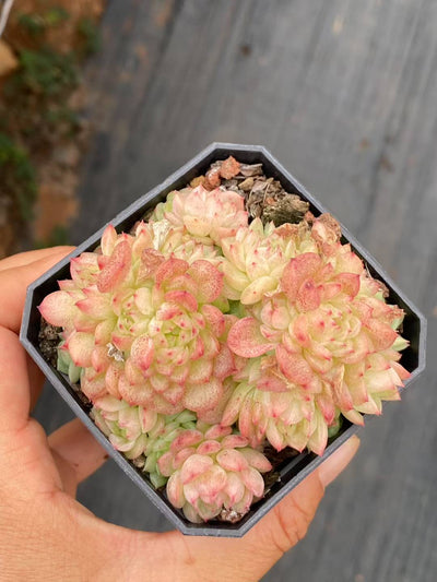 多肉植物 バクカン・グンセイ 24株セット 2.5号鉢 品番AA00068