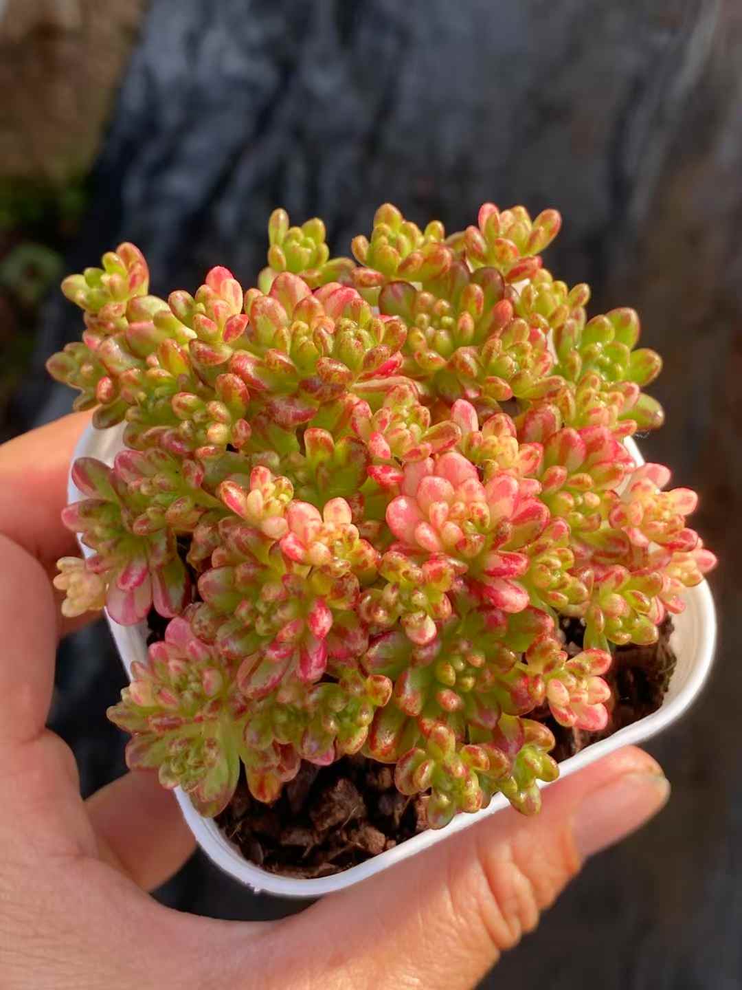 多肉植物 コビトマツリ・ニシキ 24株セット 2.5号鉢 品番AA00012