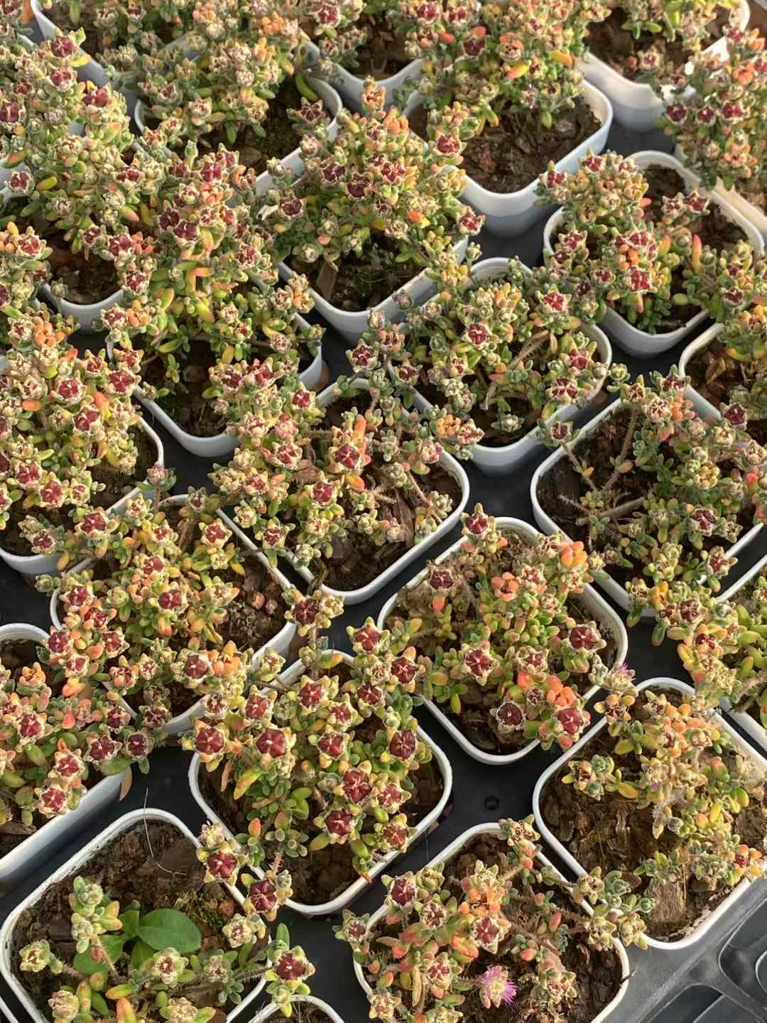 多肉植物 ルビー 50株セット 2号鉢 品番AA00006