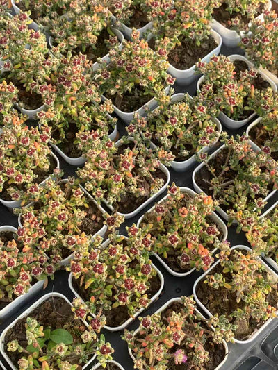 多肉植物 ルビー 50株セット 2号鉢 品番AA00006