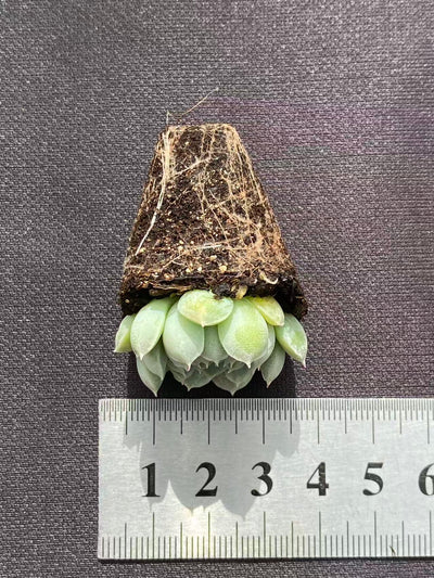 多肉植物 ヨウシキュウ 105株セット 品番AB0097