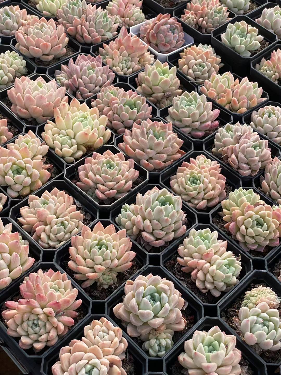 多肉植物 クリームビジン 50株セット 2.5号鉢 品番AA00070