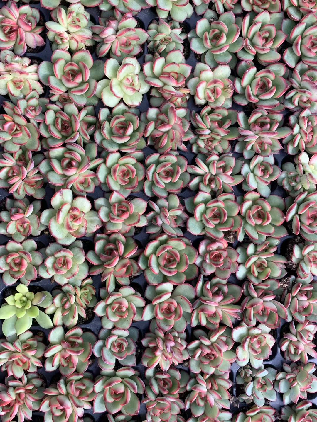 多肉植物 マンボウリュウ 105株セット 品番AB0197