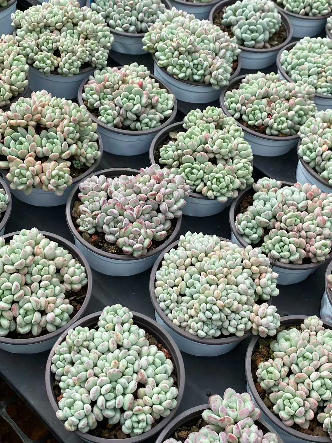 多肉植物 レッドエッグ 30株セット 3号鉢 品番AA00094