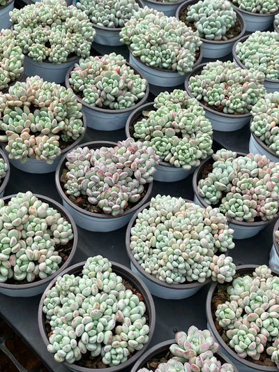 多肉植物 レッドエッグ 30株セット 3号鉢 品番AA00094