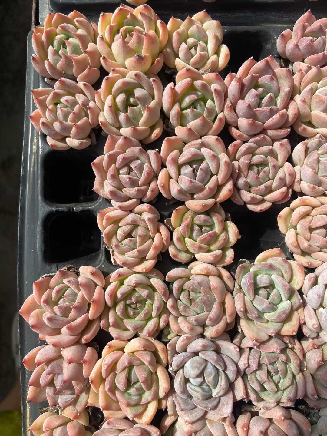 多肉植物 23k10 105株セット 品番AB0114