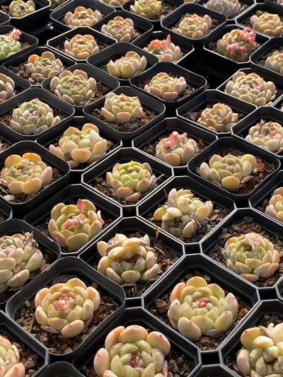 多肉植物 ホワイトラバー 24株セット 2.5号鉢 品番AA00069
