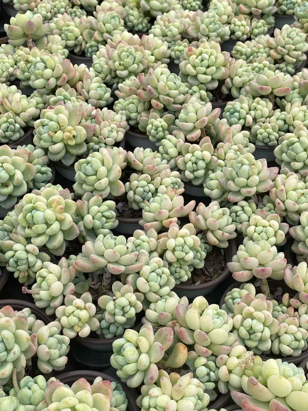 多肉植物 ラウル 30株セット 3号鉢 品番AA00033
