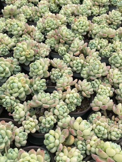 多肉植物 ラウル 30株セット 3号鉢 品番AA00033