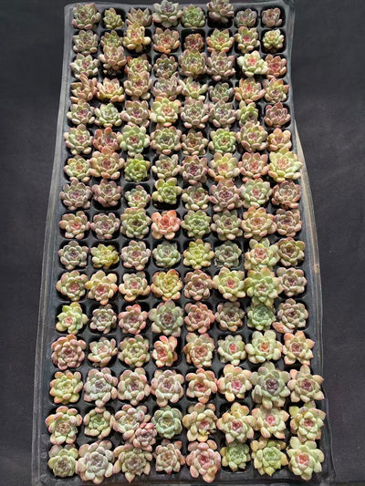 多肉植物 セイテイ 128株セット 品番AB0104