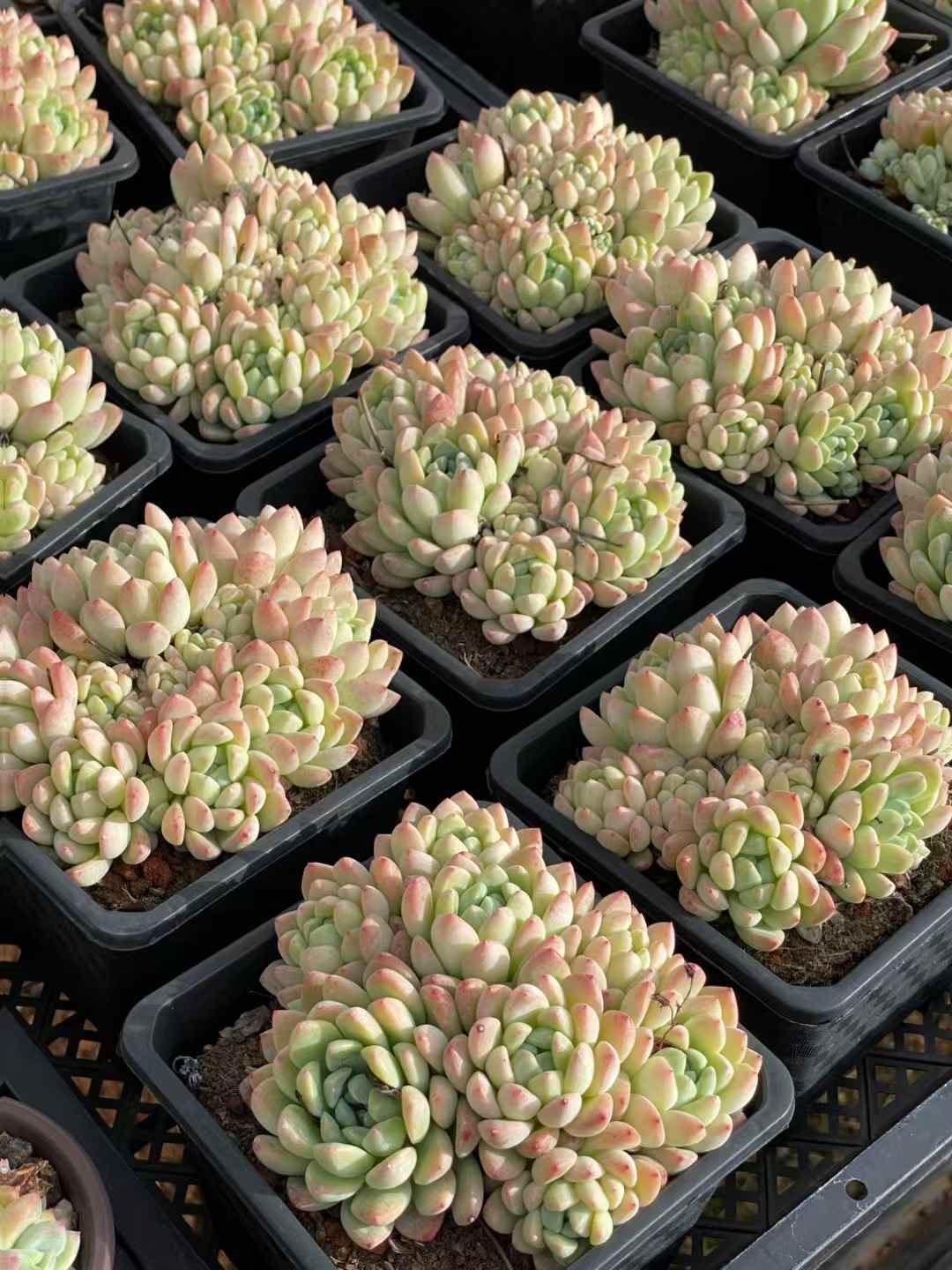 多肉植物 ギョクカン 30株セット 4号鉢 品番AA00049